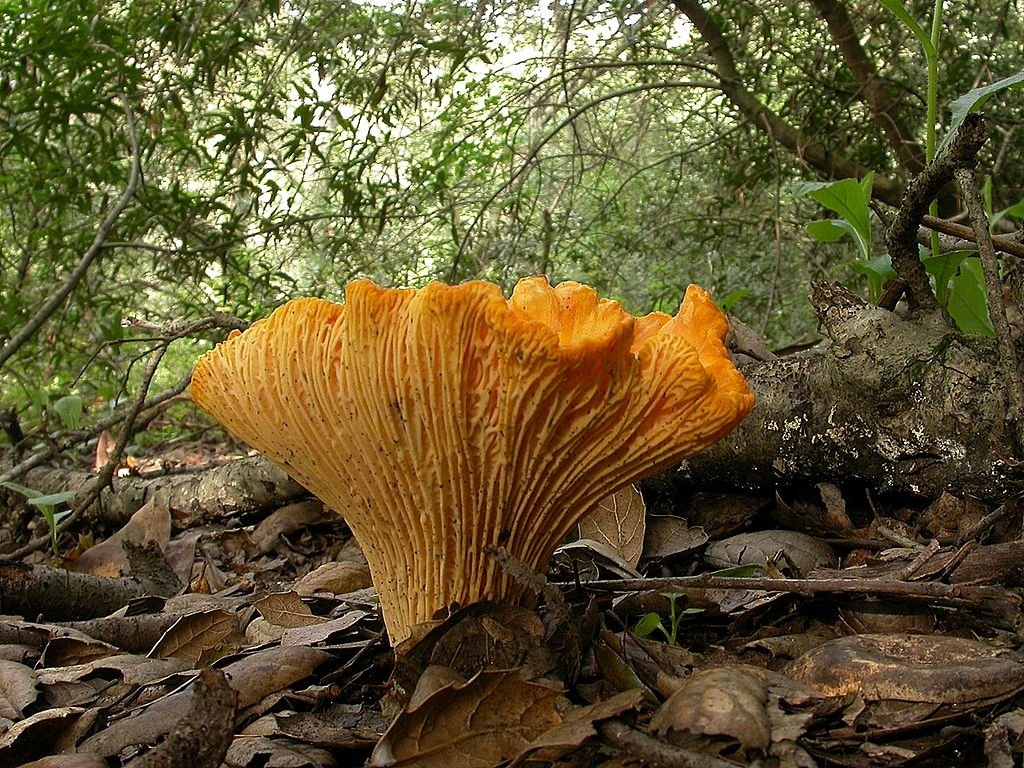 sorry-other-california-mushrooms-the-golden-chanterelle-is-officially-our-state-shroom